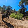 dog, puppy, outdoors, woodland, forest, trail, dirt, sunlight, shadow, blue_sky, trees, pine_tree, vegetation, nature, running, motion, fluffy, long_hair, black_and_brown, animal