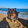 beach, black_fur, brown_fur, dog, floppy_ears, happy, long_hair, ocean, outdoor, sand, seaside, shadow, shoreline, standing, sunny, tongue_out, water, waves, wet_fur, white_fur