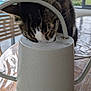 Paulo a rejoint le concours — aidez-le/la à gagner de superbes lots ! animal, cat, close_up, container, curious, daylight, domestic_animal, feline, home, houseplant, indoor, investigating, metal, pet, spout, striped_fur, table, watering_can, window, wood