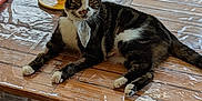 Paulo participe au concours pour gagner de l'argent avec cette photo : cat, tabby_cat, table, wooden_table, plastic_cover, ceramic_cup, garden_tools, chair, cushion, indoor, daylight, blurred_background, pet, domestic_animal, relaxing, feline, household, window, plant, decor