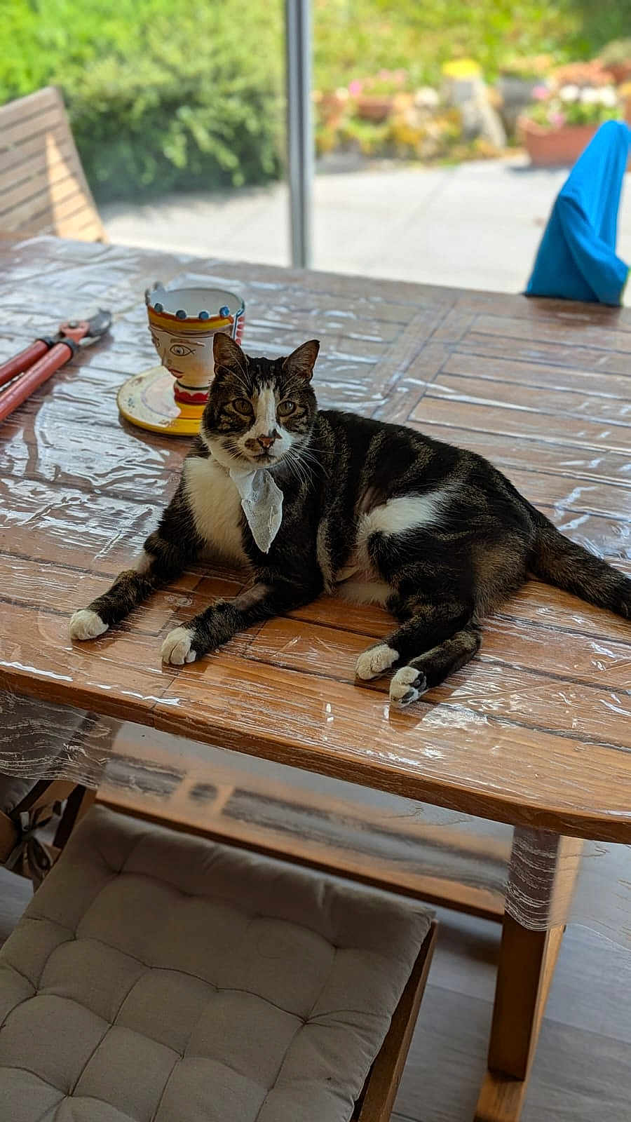 Paulo participe au concours pour gagner de l'argent avec cette photo : cat, tabby_cat, table, wooden_table, plastic_cover, ceramic_cup, garden_tools, chair, cushion, indoor, daylight, blurred_background, pet, domestic_animal, relaxing, feline, household, window, plant, decor