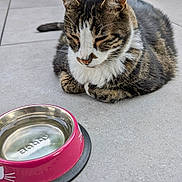 Paulo participe au concours pour gagner de l'argent avec cette photo : animal, calm, cat, closeup, companion, domestic_cat, ears, fur, garden, nature, outdoor, pet, pink, quiet, resting, tabby, tile_floor, waiting, water_bowl, whiskers