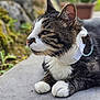 Paulo participe au concours pour gagner de l'argent avec cette photo : cat, tabby, white_paws, close_up, outdoor, greenery, flower_pot, whiskers, fur, animal, pet, resting, side_profile, collar, bandage, stone_surface, nature, focus, portrait, calm