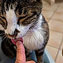 Paulo a rejoint le concours — aidez-le/la à gagner de superbes lots ! animal, cat, close_up, cute, domestic, finger, floor_tiles, friendly, fur, furniture, indoor, interaction, licking, nail, person_hand, pet, soft, tabby, touch, whiskers