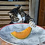 Paulo a rejoint le concours — aidez-le/la à gagner de superbes lots ! cat, tabby, paw, plate, cantaloupe, fruit, table, wooden_chair, wooden_table, indoor, curious, pet, animal, food, kitchen, close_up, feline, striped, whiskers, domestic_cat
