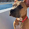Billy a rejoint le concours — aidez-le/la à gagner de superbes lots ! dog, canine, portrait, close_up, brown_fur, red_collar, leash, sitting, outdoor, waterfront, pool, cityscape, skyline, blue_sky, sunlight, ears, snout, white_chest, pet, photography