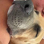 Billy participe au concours pour gagner de l'argent avec cette photo : dog, close_up, nose, muzzle, whiskers, floppy_ears, sleeping, resting, upside_down, tan_fur, black_nose, pet, cuddling, human_arms, indoor, portrait, snout, relaxed, funny, photography