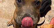 Billy participe au concours pour gagner de l'argent avec cette photo : animal, brown_dog, close_up, collar, dog, floppy_ears, front_facing, human_hand, indoors, leash, licking, looking_at_camera, pet, playful, portrait, puppy, sitting, snack, tile_floor, tongue