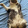 animal, bed, belly_up, blue_bedding, cat, closeup, feline, fluffy, green_eyes, indoor, lying_down, pet, pink_nose, playful, raised_paw, relaxed, striped_fur, tabby_cat, whiskers, white_cat