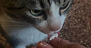 Tigrou participe au concours pour gagner de l'argent avec cette photo : animal, blue_fabric, candid, carpet, cat, close_up, cozy, curious, feeding, feline, food, green_eyes, hand, indoor, licking, pet, snack, tabby_cat, whiskers, white_paws