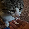animal, blue_fabric, candid, carpet, cat, close_up, cozy, curious, feeding, feline, food, green_eyes, hand, indoor, licking, pet, snack, tabby_cat, whiskers, white_paws