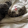 adorable, bed, bedding, black_cat, cat, cats, close_up, cozy, furry, gray_cat, indoors, nap, pet, pink_nose, relaxed, sleeping, tabby, upside_down, whiskers, white_sheets