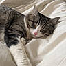 cat, tabby_cat, sleeping, white_paws, pink_nose, whiskers, fur, animal, pet, bed, bedding, duvet, bedroom, indoor, resting, relaxed, cozy, close_up, portrait, stretching