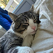 Tigrou participe au concours pour gagner de l'argent avec cette photo : animal, bed, cat, close_up, closed_eyes, cozy, cuddling, ears, fur, indoors, pet, pillow, pink_nose, portrait, sleeping, sleepy, striped_fur, tabby_cat, whiskers, white_fur