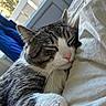 animal, bed, cat, close_up, closed_eyes, cozy, cuddling, ears, fur, indoors, pet, pillow, pink_nose, portrait, sleeping, sleepy, striped_fur, tabby_cat, whiskers, white_fur