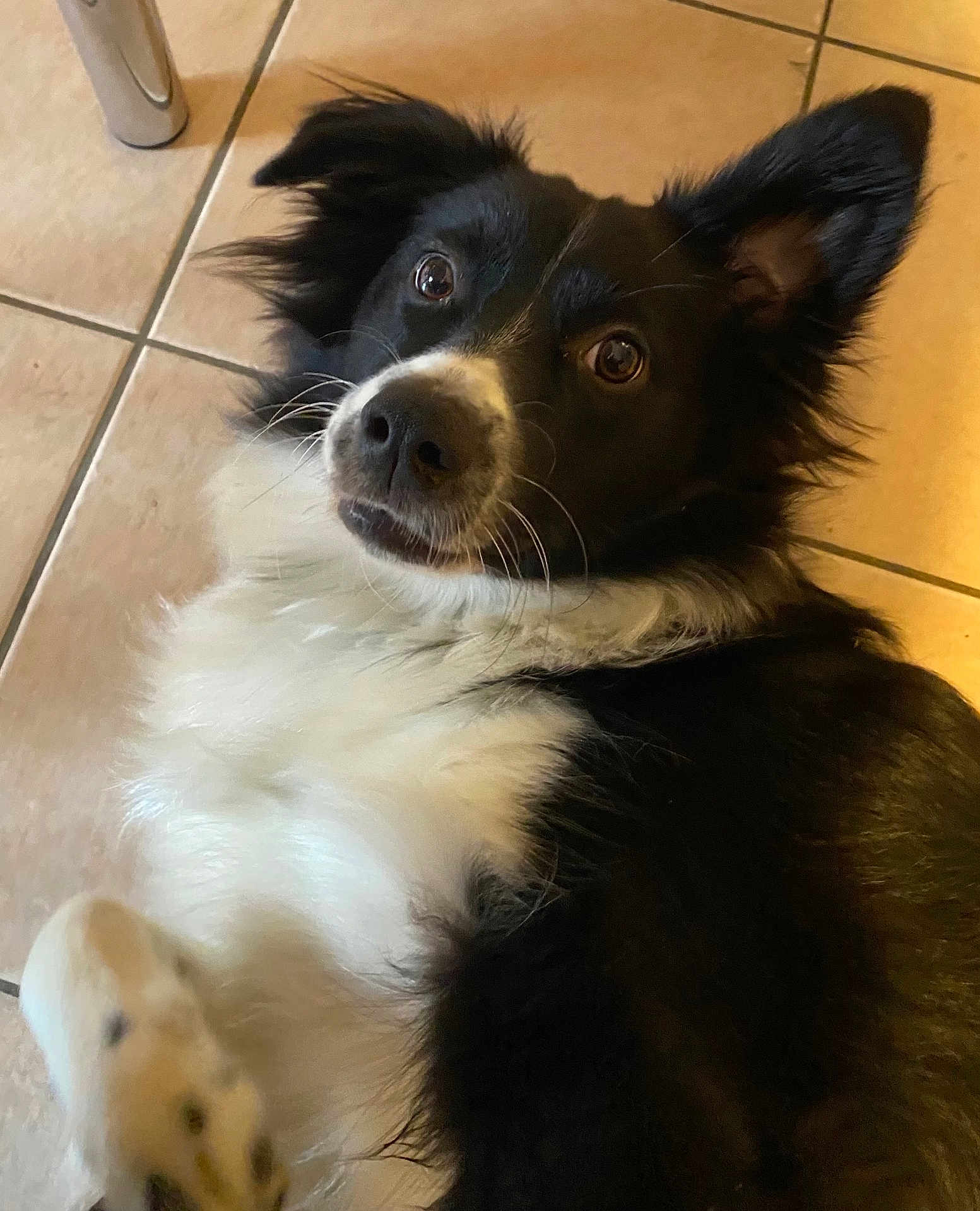 Vinny participe au concours pour gagner de l'argent avec cette photo : dog, black_and_white, pet, lying_down, floor, tile, paw, fur, cute, animal, canine, indoor, looking_up, whiskers, ears, nose, close_up, friendly, alert, companion