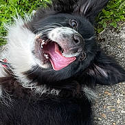 Vinny participe au concours pour gagner de l'argent avec cette photo : dog, black_and_white, tongue_out, happy, grass, outdoor, pet, canine, playful, fur, closeup, animal, nature, excited, lying_down, ears, mouth_open, smiling, whiskers, tongue