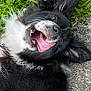 dog, black_and_white, tongue_out, happy, grass, outdoor, pet, canine, playful, fur, closeup, animal, nature, excited, lying_down, ears, mouth_open, smiling, whiskers, tongue
