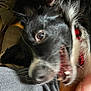 dog, black, white, red_collar, mouth_open, teeth, closeup, blurry, fur, pet, indoor, person_leg, gray_pants, animal, expression, whiskers, eye, nose, canine, domestic_animal