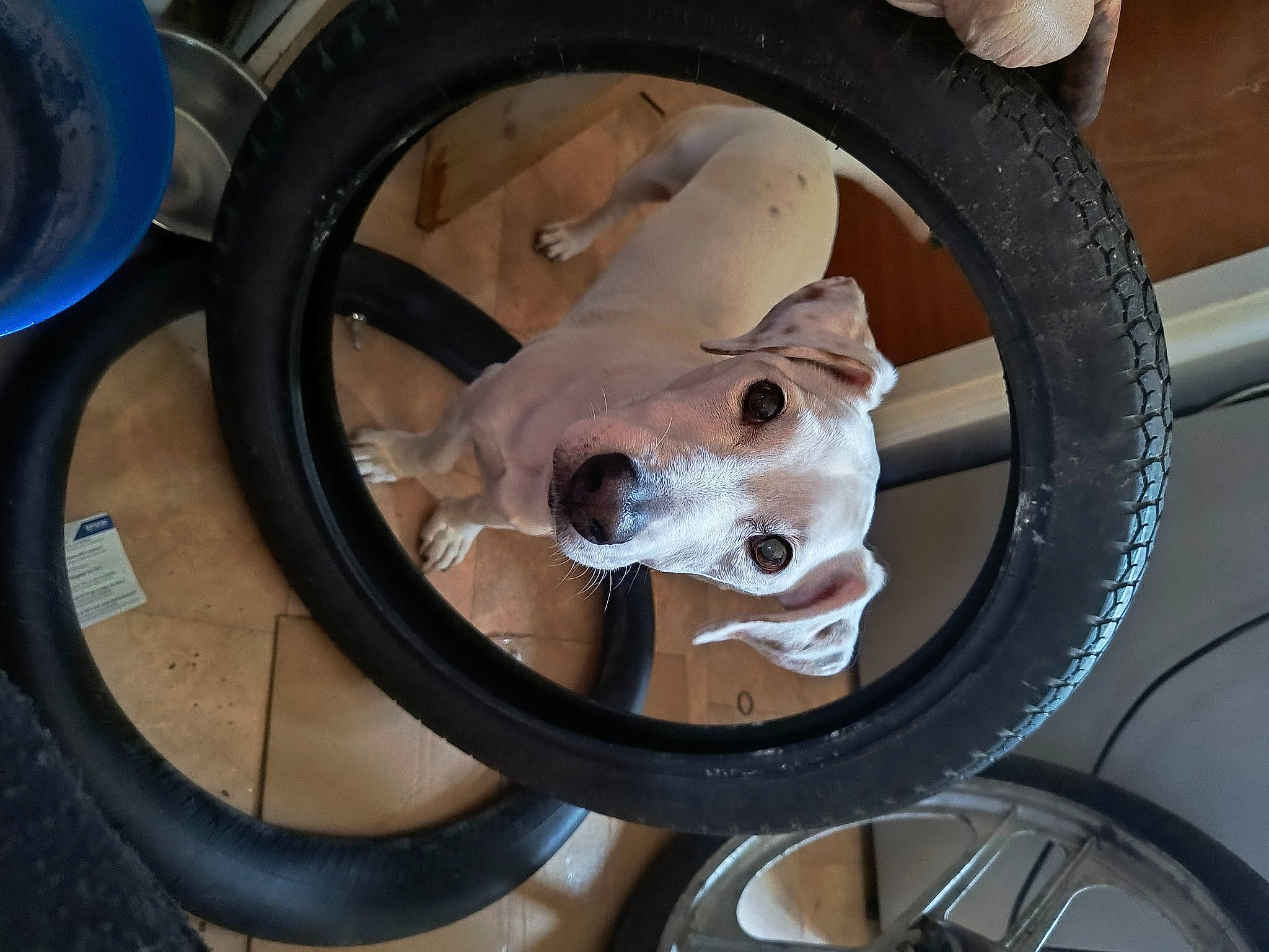 Gordon a rejoint le concours — aidez-le/la à gagner de superbes lots ! alloy_wheel, auto_part, automotive_exterior, automotive_lighting, automotive_tire, automotive_wheel_system, carnivore, companion_dog, dog, dog_breed, fawn, fender, motor_vehicle, rim, snout, spoke, tire, vehicle, vehicle_door, wheel