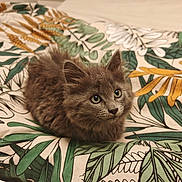 Chania a rejoint le concours — aidez-le/la à gagner de superbes lots ! cat, kitten, furry, brown_fur, fluffy, animal, pet, portrait, indoors, bed, bedspread, floral, patterned_fabric, green, orange, white, eyes, whiskers, sitting, cute