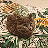 cat, kitten, furry, brown_fur, fluffy, animal, pet, portrait, indoors, bed, bedspread, floral, patterned_fabric, green, orange, white, eyes, whiskers, sitting, cute