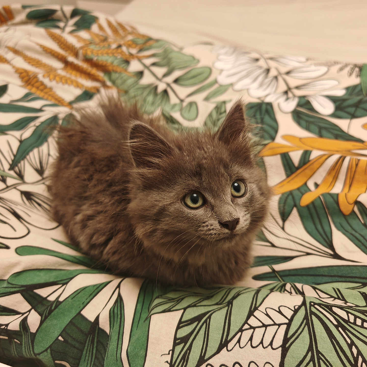 Chania a rejoint le concours — aidez-le/la à gagner de superbes lots ! cat, kitten, furry, brown_fur, fluffy, animal, pet, portrait, indoors, bed, bedspread, floral, patterned_fabric, green, orange, white, eyes, whiskers, sitting, cute