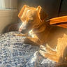 Rocky is registered to the contest to win money with this photo: dog, sunlight, indoor, resting, blanket, patterned, wooden_chair, peaceful, pet, fur, relaxing, window_light, cozy, animal, sleeping, warm_light, close_up, home, comfort, cute
