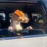 Rocky is registered to the contest to win money with this photo: dog, car, window, sunlight, pet, animal, curious, paws, side_view, transportation, vehicle_interior, outdoor, daylight, looking, mammal, domestic_animal, white_car, reflection, head, ears