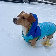 Rocky is registered to the contest to win money with this photo: dog, snow, blue_jacket, yellow_booties, winter, outdoor, pet, fence, car, cold_weather, animal, canine, snowy_ground, clothing, footwear, standing, daylight, cute, small_dog, alert