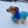 dog, snow, blue_jacket, yellow_booties, winter, outdoor, pet, fence, car, cold_weather, animal, canine, snowy_ground, clothing, footwear, standing, daylight, cute, small_dog, alert
