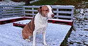 Dakota participe au concours pour gagner de l'argent avec cette photo : animal, bench, brown_and_white, calm, canine, daylight, dog, ears, fur, grass, nature, outdoor, paws, pet, quiet, sitting, snout, snow, winter, wooden_fence