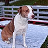dog, brown_and_white, snow, outdoor, bench, wooden_fence, grass, calm, pet, winter, animal, sitting, quiet, nature, daylight, canine, fur, snout, ears, paws