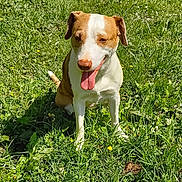 Dakota a rejoint le concours — aidez-le/la à gagner de superbes lots ! animal, brown_and_white, canine, daylight, dog, fence, field, grass, greenery, happy, nature, outdoor, pet, playful, rural, sitting, summer, sunlight, tongue_out, wooden_structure