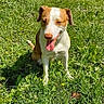 dog, grass, greenery, outdoor, sunlight, pet, animal, field, happy, tongue_out, daylight, nature, brown_and_white, canine, fence, rural, wooden_structure, sitting, summer, playful