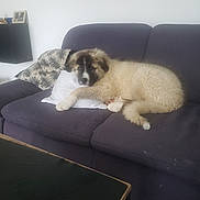 Aston participe au concours pour gagner de l'argent avec cette photo : dog, puppy, couch, pillow, living_room, furniture, clock, cushion, fluffy, pet, indoor, resting, sleepy, white_fur, tan_fur, brown_mask, table, coffee_table, picture_frame, wall