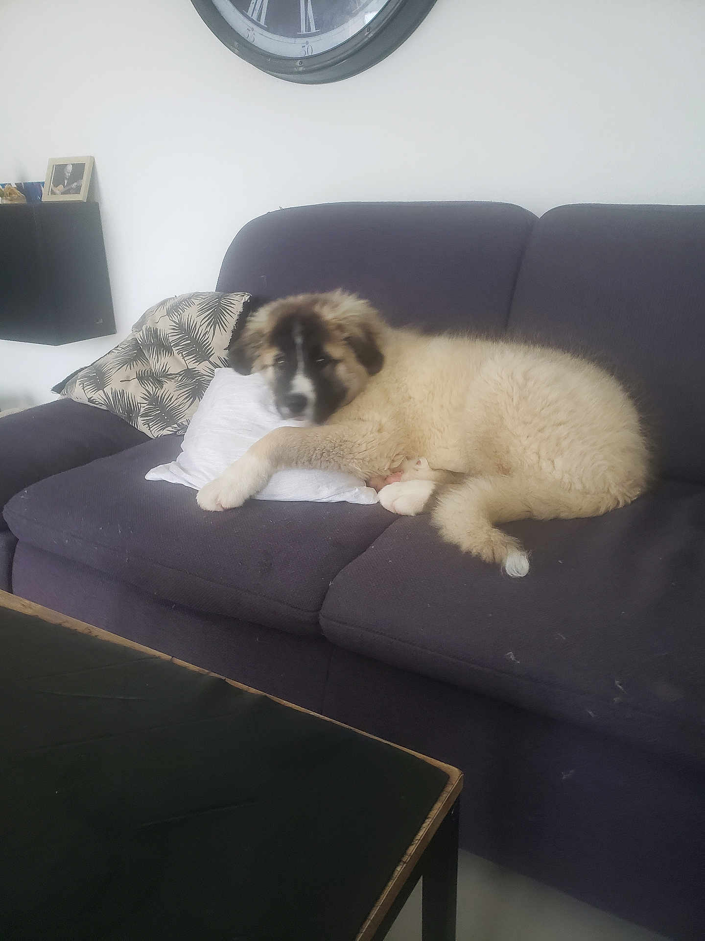 Aston participe au concours pour gagner de l'argent avec cette photo : dog, puppy, couch, pillow, living_room, furniture, clock, cushion, fluffy, pet, indoor, resting, sleepy, white_fur, tan_fur, brown_mask, table, coffee_table, picture_frame, wall