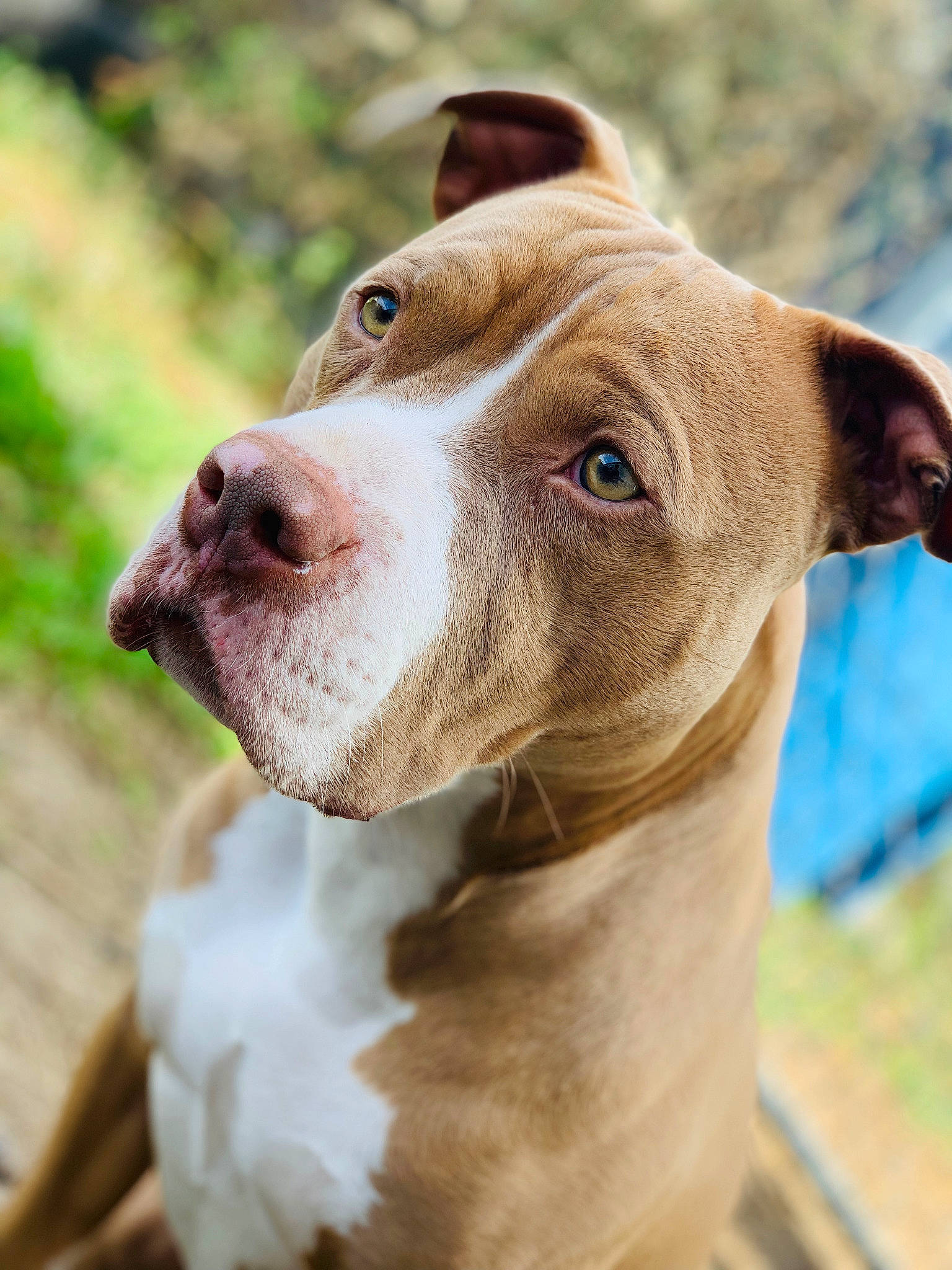 Diesel joined the competition — help win amazing prizes! canidae, carnivore, collar, companion_dog, dog, dog_breed, dog_collar, ear, fawn, grass, liver, molosser, pet_supply, snout, sporting_group, terrestrial_animal, whiskers, working_animal, working_dog, wrinkle