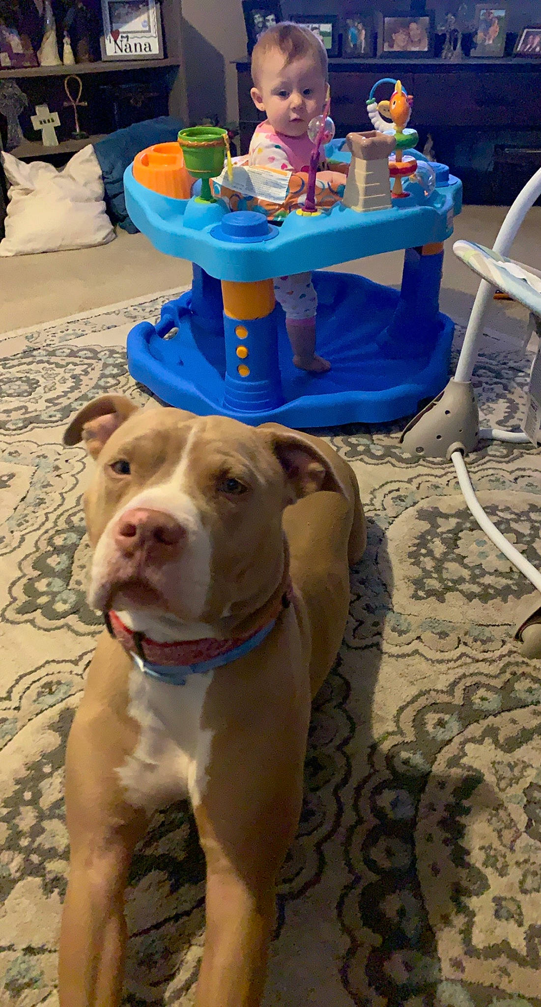 Diesel is registered to the contest to win money with this photo: blue, canidae, carnivore, chair, collar, companion_dog, dog, dog_breed, dog_collar, fawn, fun, hat, pet_supply, sand, shorts, snout, sporting_group, table, toddler, working_animal