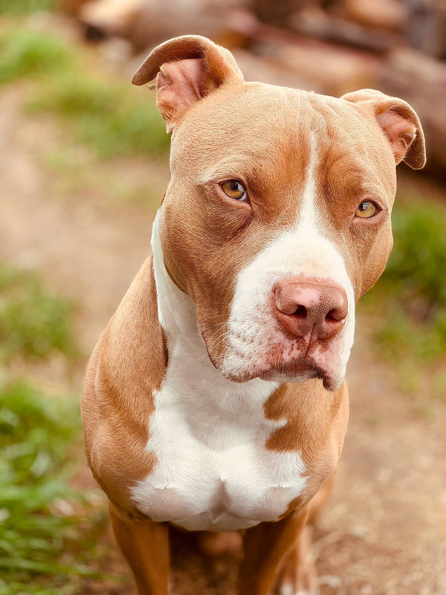 Diesel is registered to the contest to win money with this photo: ancient_dog_breeds, canidae, carnivore, collar, companion_dog, dog, dog_breed, dog_collar, ear, eye, fawn, grass, liver, non_sporting_group, snout, sporting_group, terrestrial_animal, whiskers, working_animal, working_dog