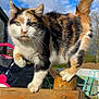 cat, calico, outdoor, fence, wood, sunlight, sky, clouds, greenery, pet, animal, curious, balancing, nature, daylight, garden, paw, fur, post, playful