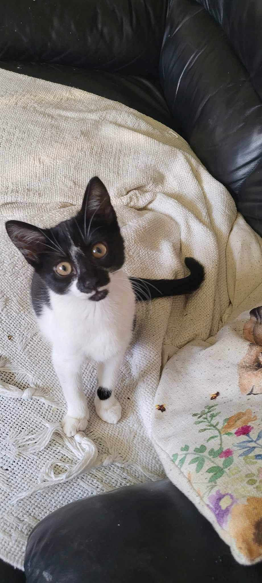 Jess joined the competition — help win amazing prizes! carnivore, cat, claw, comfort, domestic_short_haired_cat, felidae, fur, grey, linens, mammal, pattern, paw, sitting, small_to_medium_sized_cats, snout, tail, whiskers