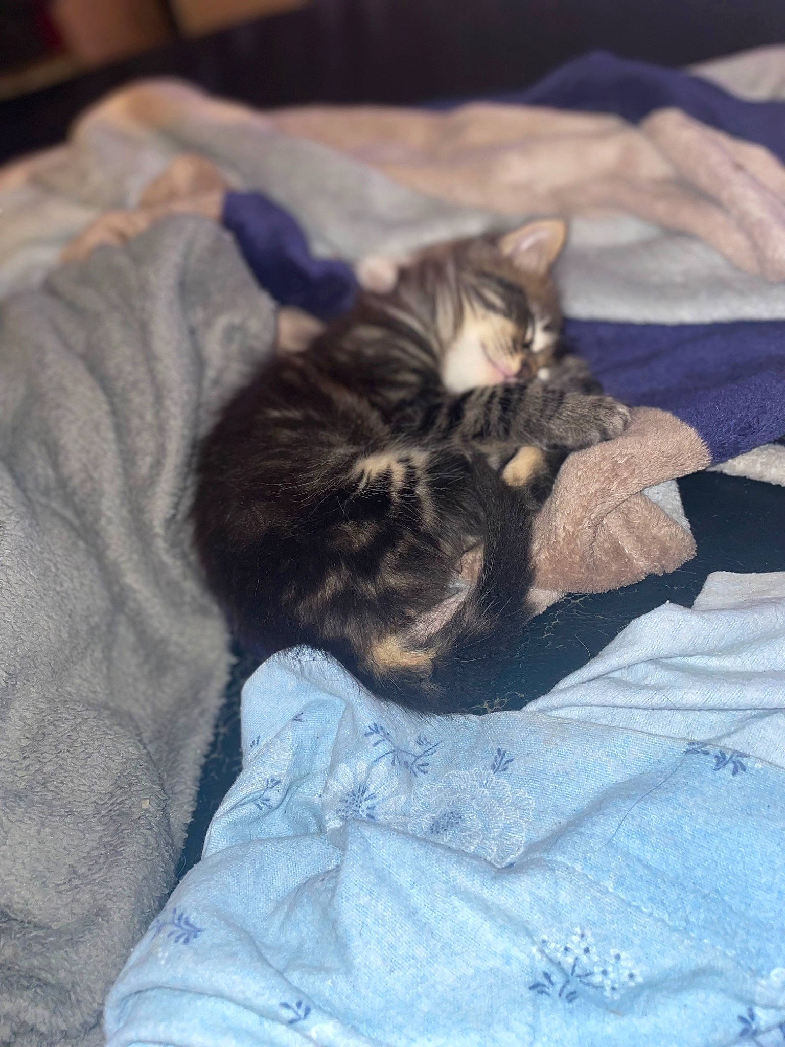 Voyou participe au concours pour gagner de l'argent avec cette photo : bed, bed_sheet, bedding, blanket, carnivore, cat, claw, comfort, domestic_short_haired_cat, felidae, fur, grey, linens, nap, small_to_medium_sized_cats, tail, whiskers