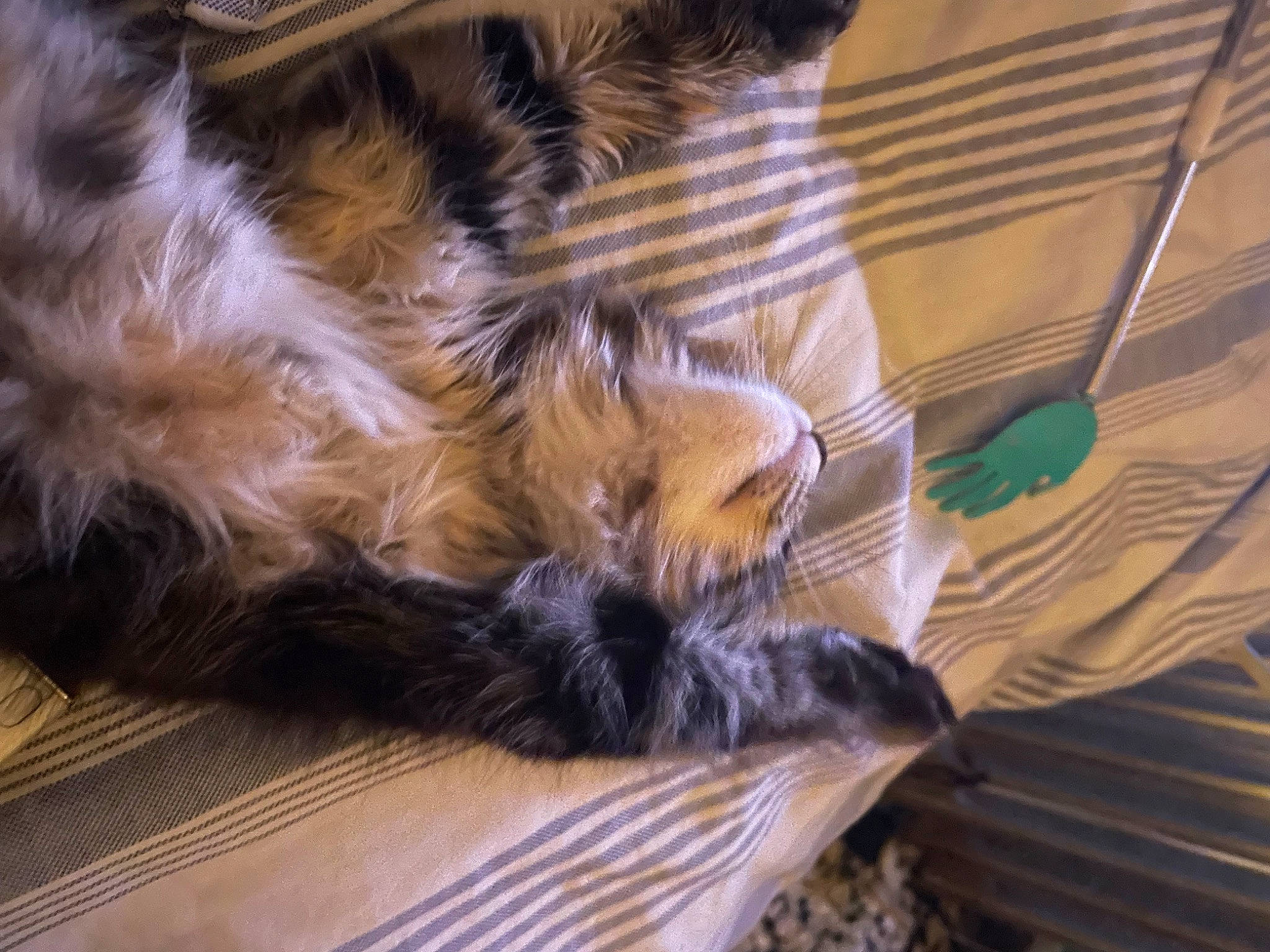 Voyou a rejoint le concours — aidez-le/la à gagner de superbes lots ! carnivore, cat, claw, comfort, dog_breed, domestic_short_haired_cat, fawn, felidae, flooring, fur, hardwood, human_leg, nap, paw, small_to_medium_sized_cats, snout, tail, terrestrial_animal, whiskers, wood