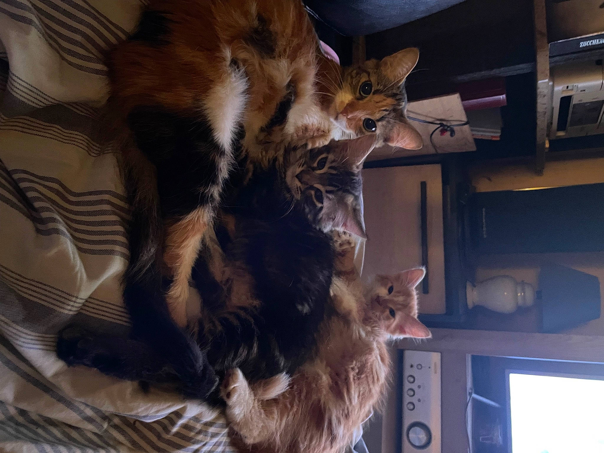 Voyou participe au concours pour gagner de l'argent avec cette photo : carnivore, cat, claw, comfort, domestic_short_haired_cat, fawn, felidae, fur, paw, room, small_to_medium_sized_cats, tail, terrestrial_animal, whiskers