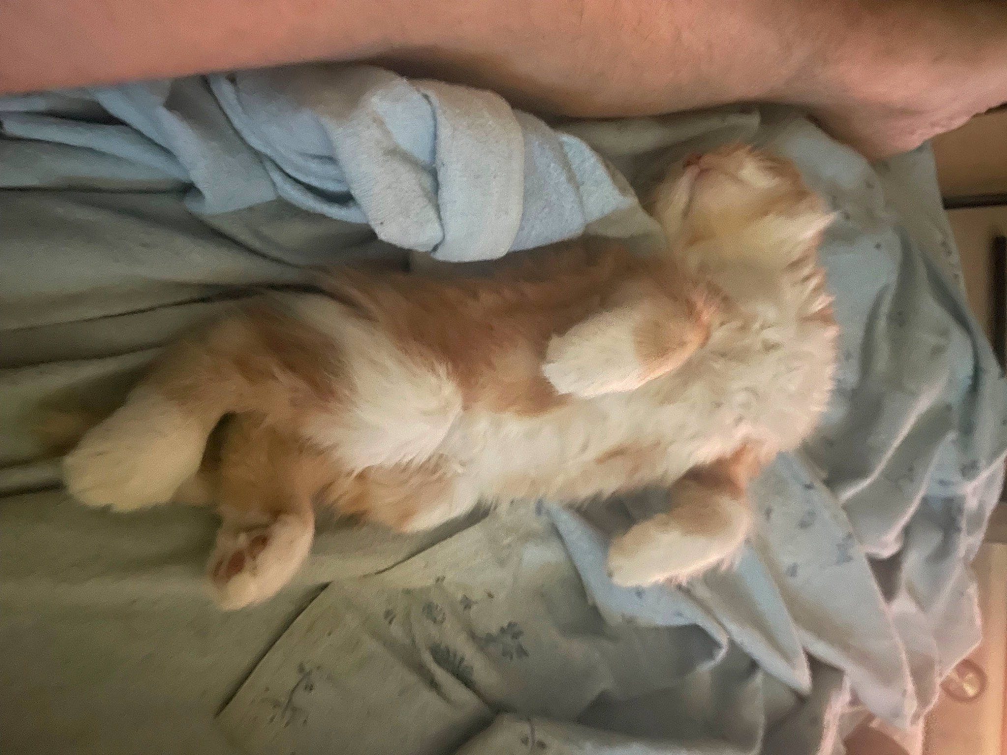 Timy participe au concours pour gagner de l'argent avec cette photo : bed, canidae, carnivore, claw, comfort, companion_dog, dog_breed, domestic_short_haired_cat, duvet, fawn, felidae, fur, linens, nail, nap, paw, small_to_medium_sized_cats, sporting_group, tail, whiskers