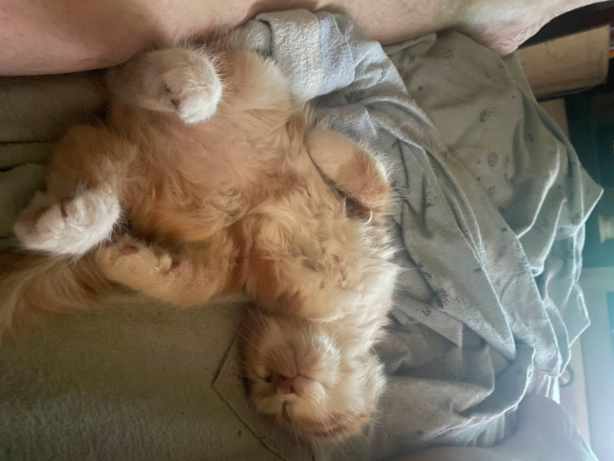 Timy participe au concours pour gagner de l'argent avec cette photo : canidae, carnivore, cat, claw, comfort, companion_dog, dog_breed, ear, fawn, felidae, fur, liver, paw, small_to_medium_sized_cats, snout, sporting_group, tail, terrestrial_animal, whiskers, working_animal