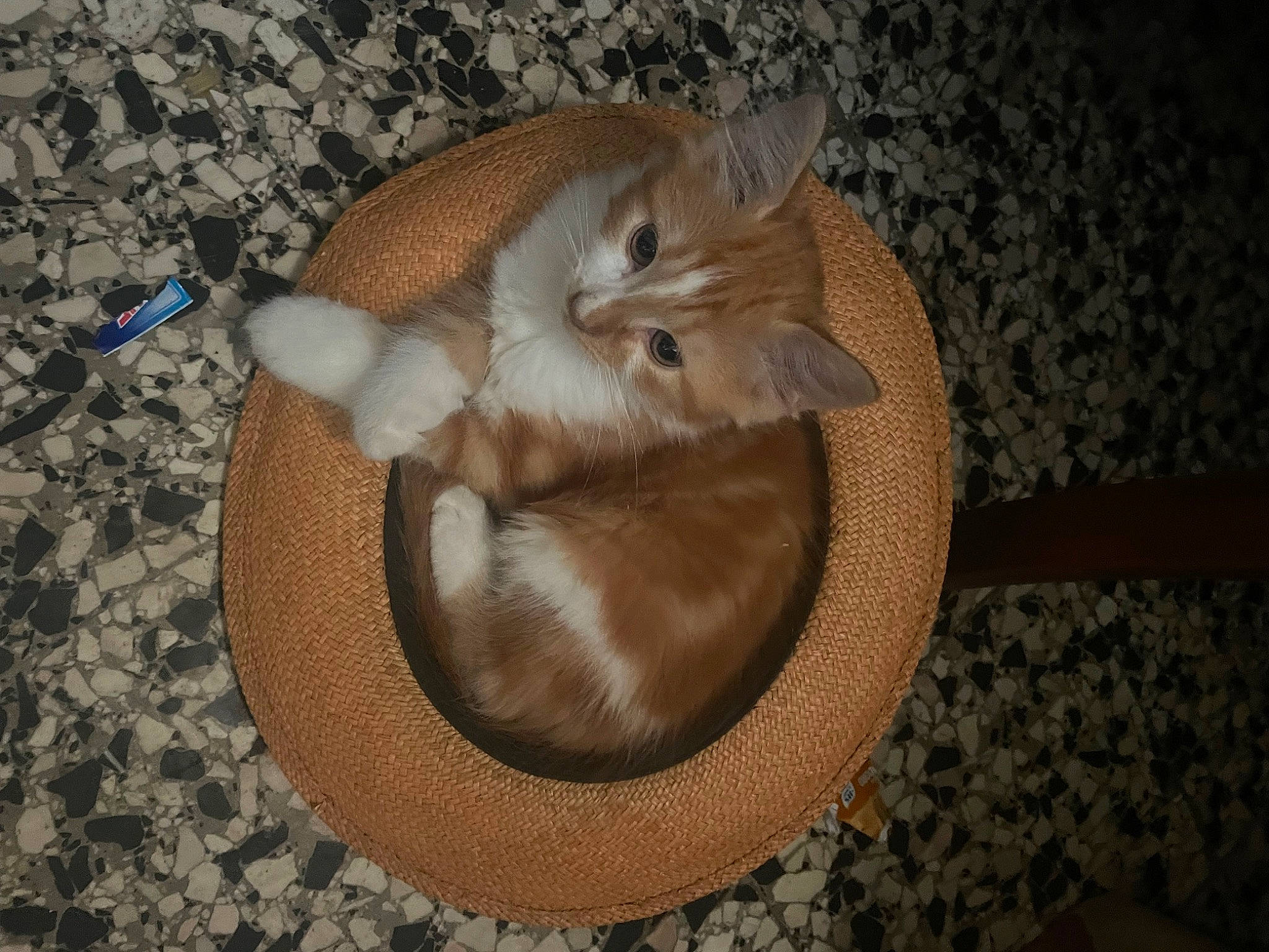 Timy participe au concours pour gagner de l'argent avec cette photo : carnivore, cat, cat_bed, cat_supply, comfort, domestic_short_haired_cat, fashion_accessory, fawn, felidae, flooring, fur, hardwood, hat, small_to_medium_sized_cats, sun_hat, tail, terrestrial_animal, toy, whiskers, wood