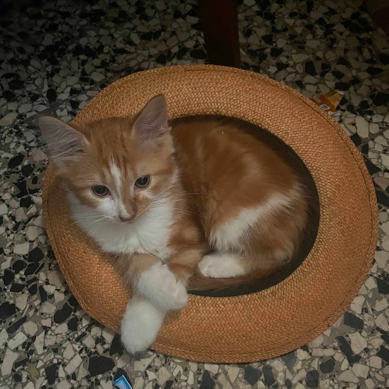 Timy