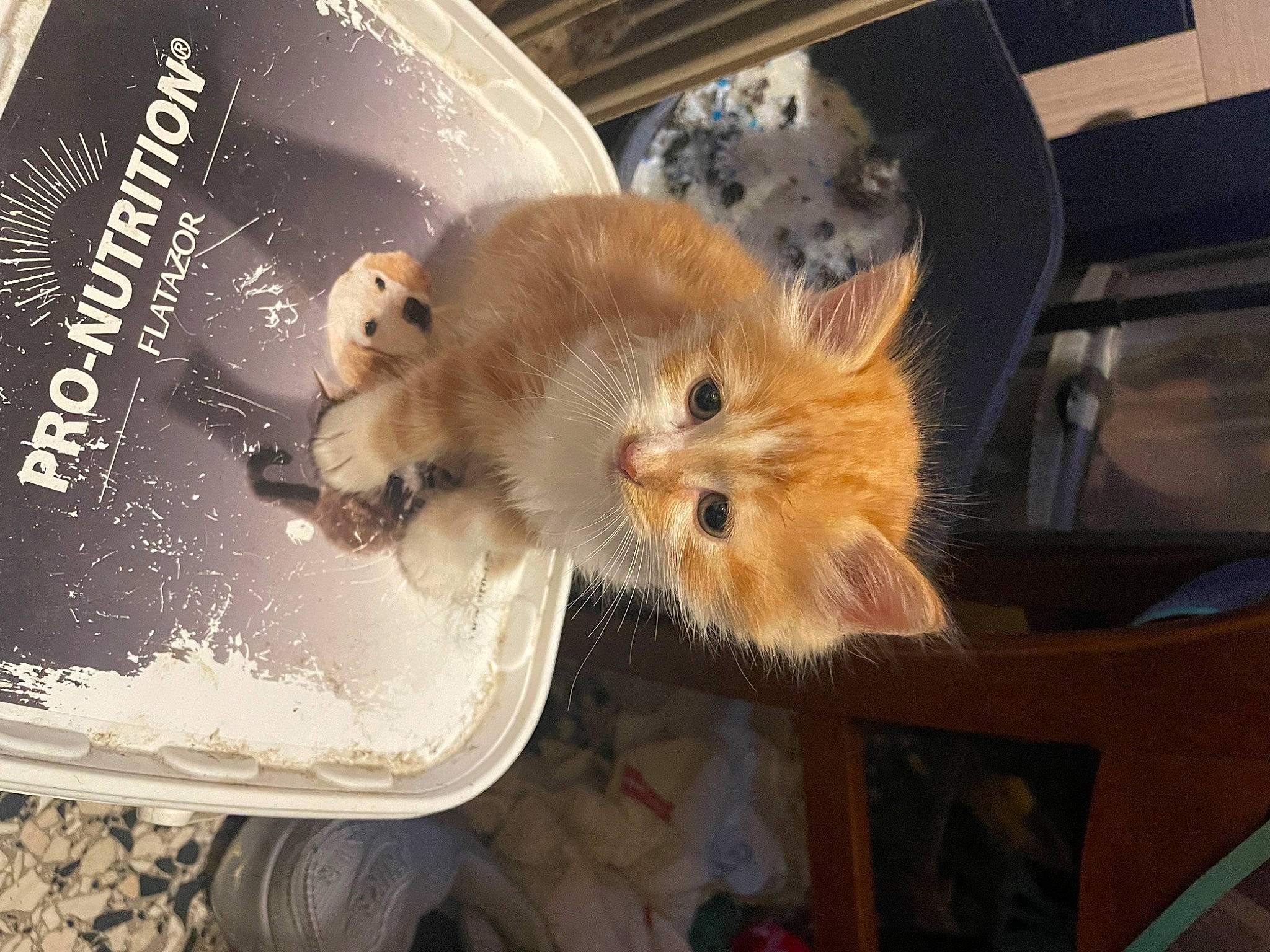 Timy participe au concours pour gagner de l'argent avec cette photo : canidae, companion_dog, dormouse, fawn, felidae, fur, gerbil, guinea_pig, hamster, marsupial, muridae, muroidea, mustelidae, pest, rat, rodent, snout, tail, whiskers, wood